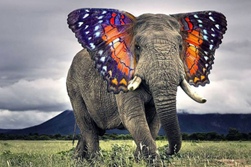 colorful elephant